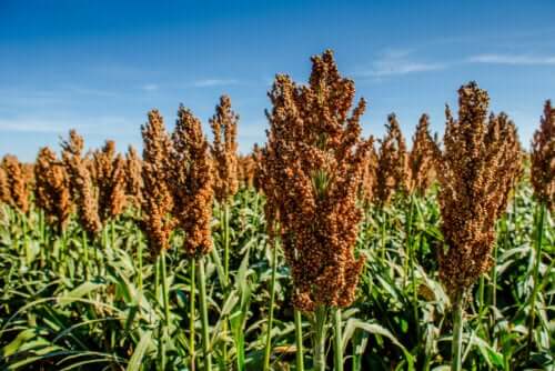 The Nutritional Properties of Sorghum and How to Use It