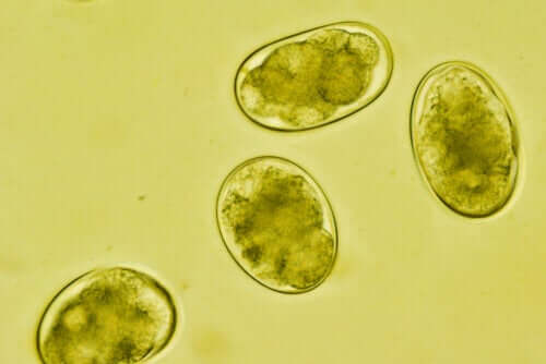 What Is Strongyloidiasis and How Is It Transmitted?