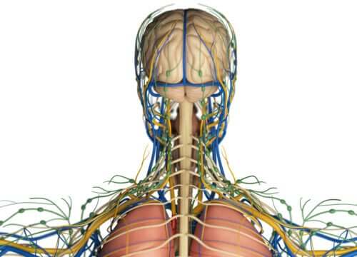 What Is the Function of the Lymphatic System?