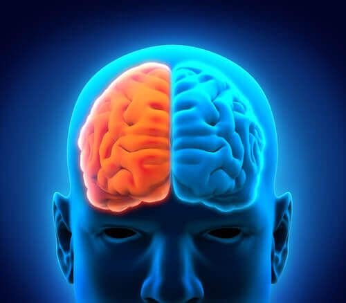 The two sides of the brain.