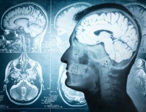 Parts of the Brain and Their Functions