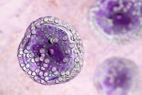 A cell under a microscope.