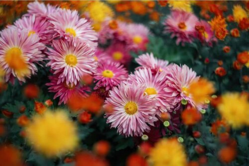 chrysanthemum flowers in a field