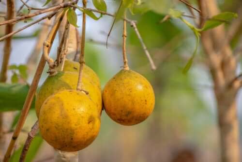 Nux Vomica: What You Need to Know