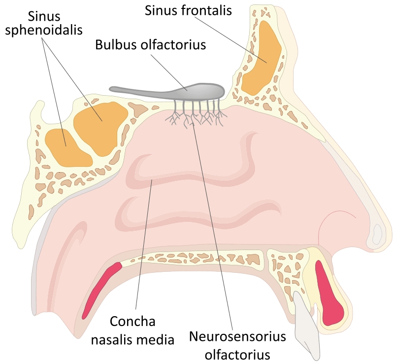 Et diagram, der viser de forskellige dele af næsen.
