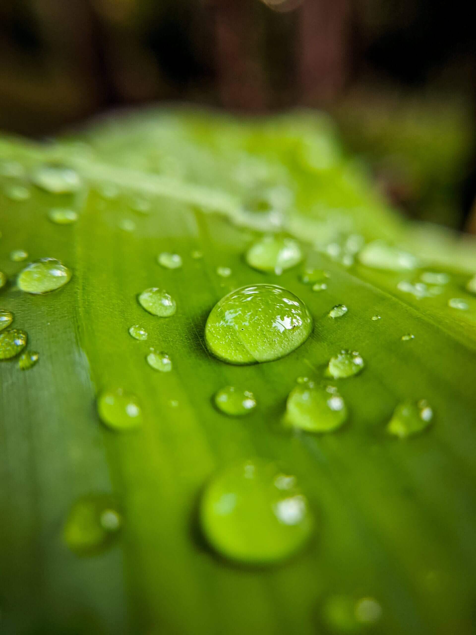 Some rainwater on a leaf.