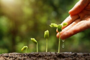 Discover 6 Sustainable Garden Tips