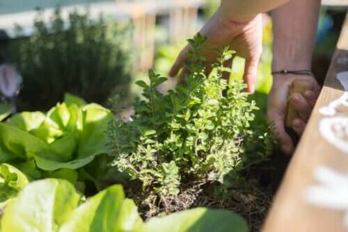 Discover the Best Terrace Gardening Tips