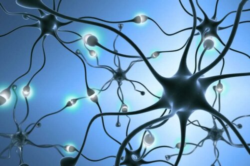 Neuronen - Struktur von Nervenzellen
