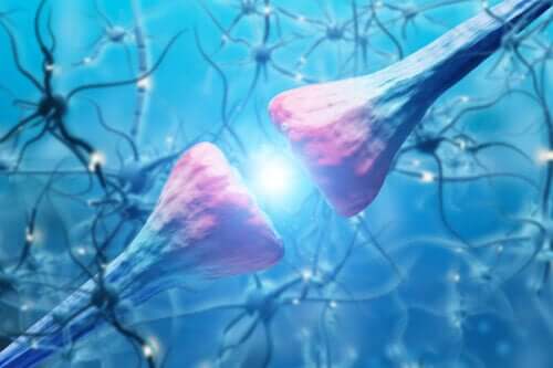 Characteristics and Function of Neurons