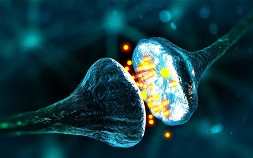 Zwei Neuronen während der elektrischen Impulsübertragung