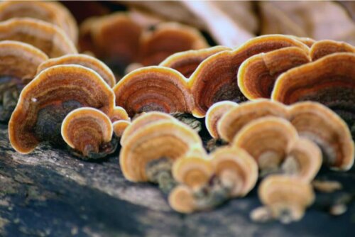 Fungi growing on bark.