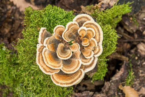 Fungi on lichen.