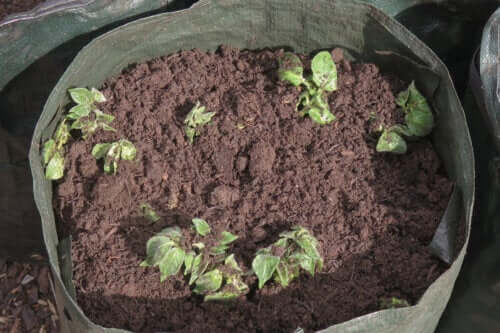 How to Grow Potatoes at Home