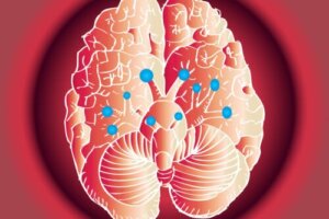 The Functions of the Twelve Cranial Nerves