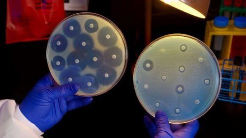Bakterienresistenzen - zwei Petri-Schalen