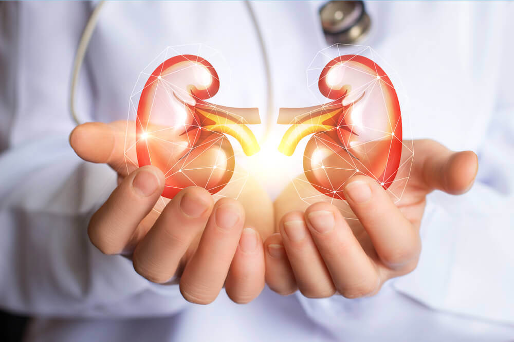 A digital image of a pair of kidneys in a doctor's hands.