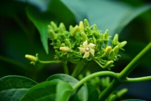 Gymnema Sylvestre Properties and Contraindications