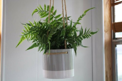 A hanging planter.