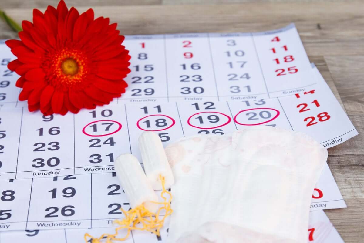 Die Menstruation und der Zyklus
