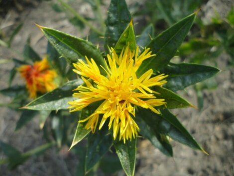Safflower Oil Uses, Benefits and Properties