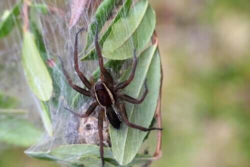 Arachnophobia, the Irrational Fear of Spiders