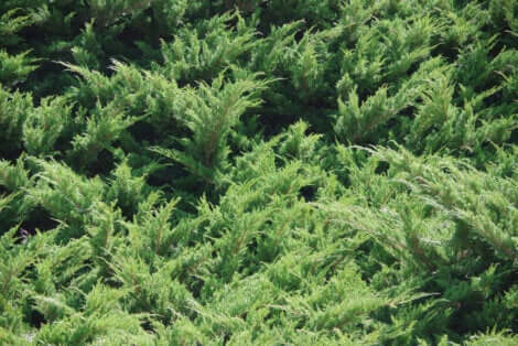 Dækplanter