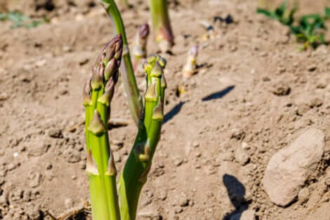 Asparges i sandjord, som er en af de mest gængste typer af havejord