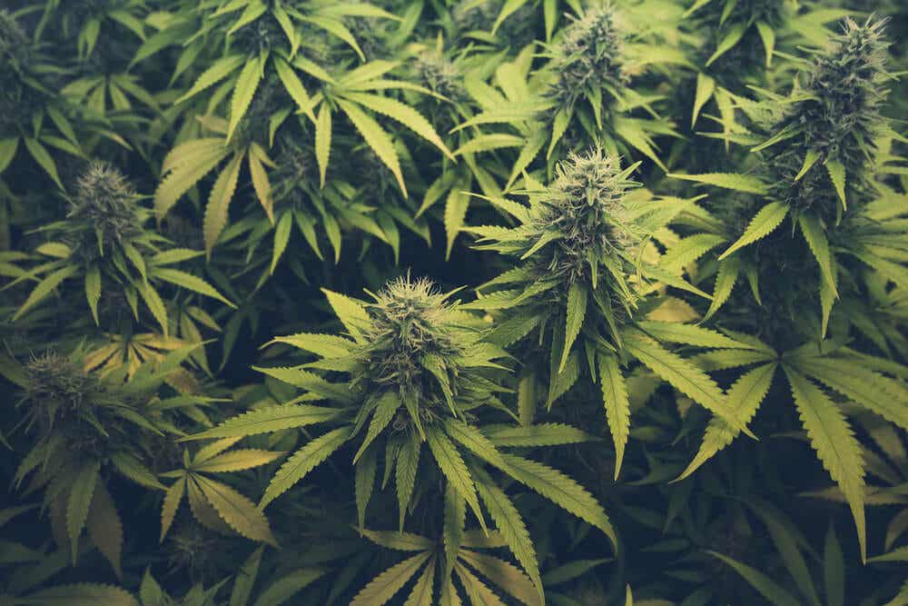 Cannabis und Tabak - Cannabispflanze