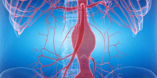 En blodsirkulasjonsstruktur.