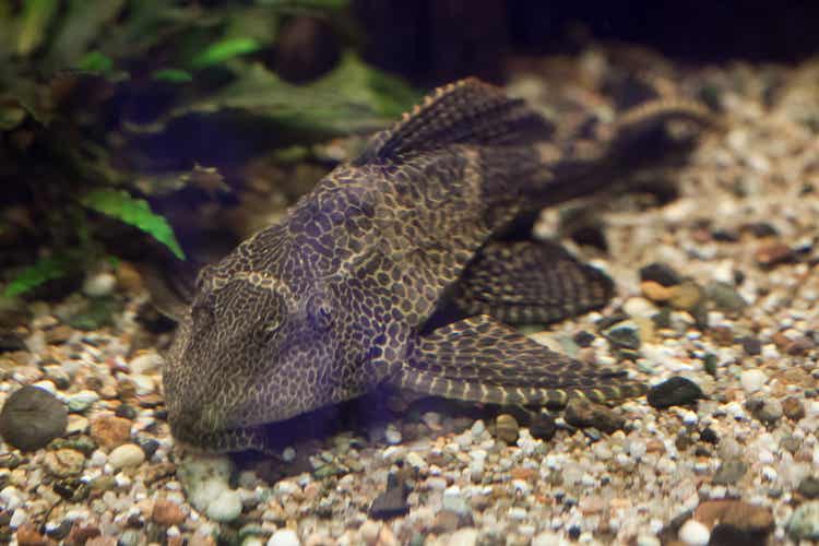 A fish swimming by the ground.