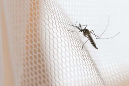 Types of Mosquito Screens and Their Characteristics