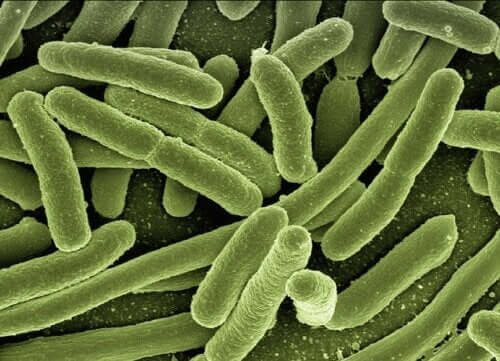 Phages to Combat Antibiotic Resistance