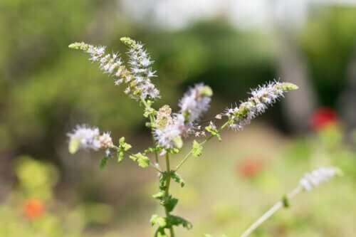 Black Cohosh: Properties and Contraindications