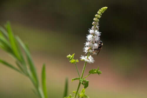 Black Cohosh: Characteristics, Uses, and Precautions