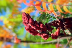 Carmine Herb: Properties, Uses, and Contraindications