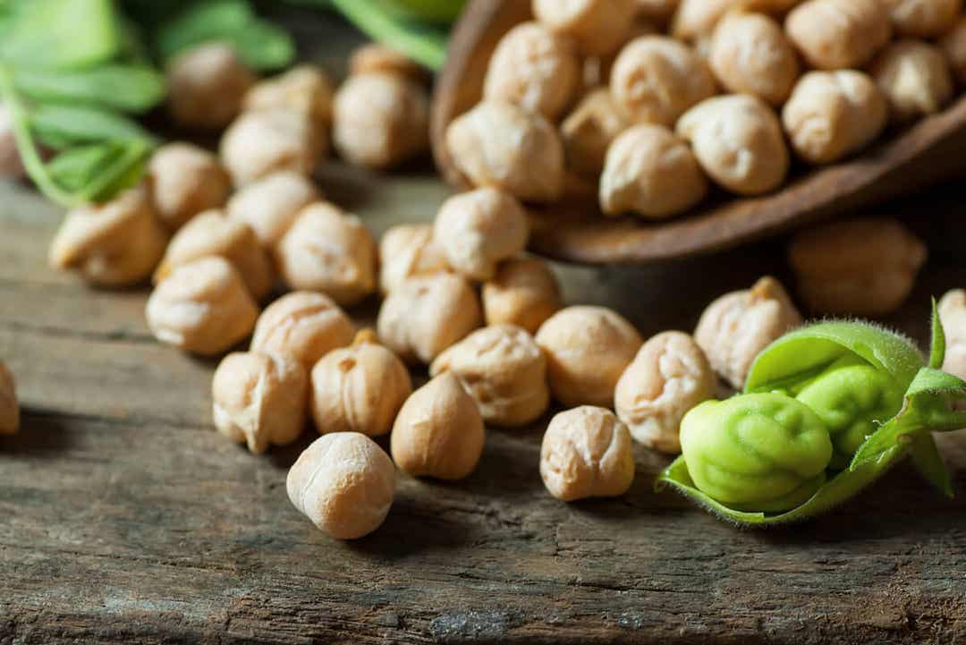 Dried chickpeas and fresh chickpeas in a pod.