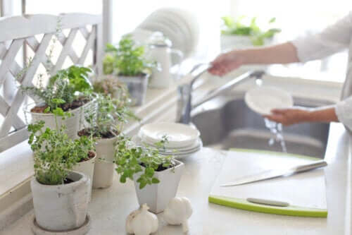 5 Benefits of Having Plants in the Kitchen