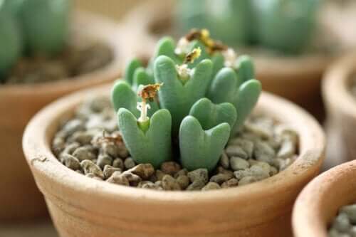 Living Pebbles Succulents: How to Care For Them