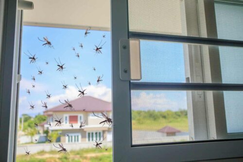 Mosquitos trying to enter a house.