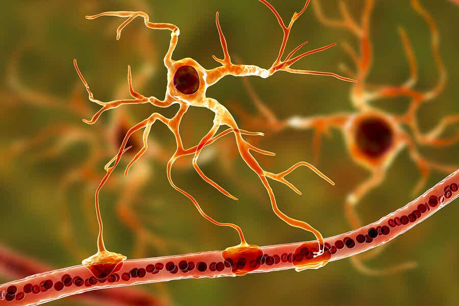 Fulvinsäure - Neuronen im Nervensystem.