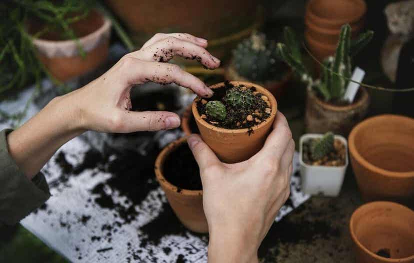 A woman planting succulents.