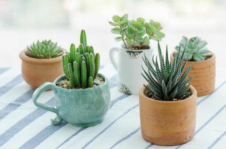 Living Pebbles Succulents How to Care For Them Step To Health