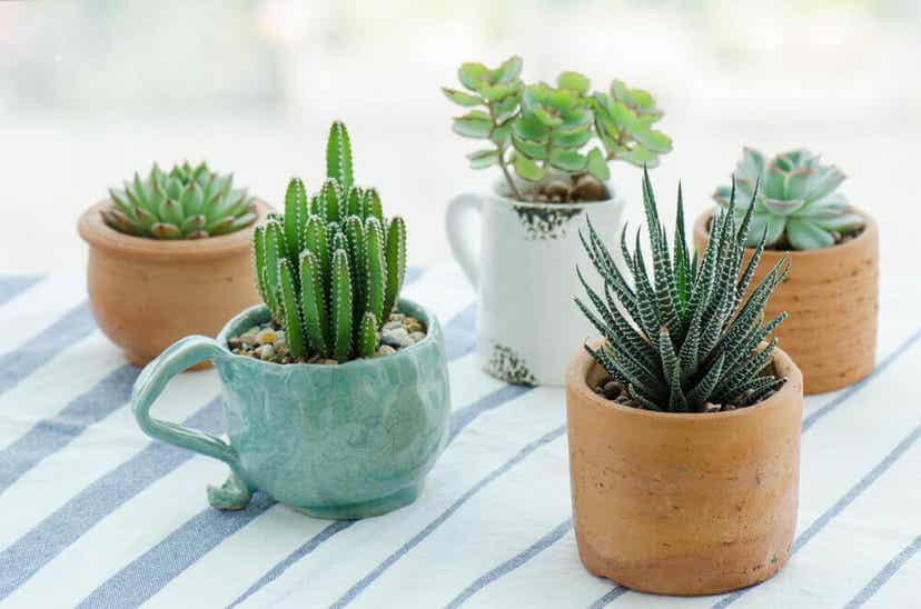 A variety of small succulent plants.