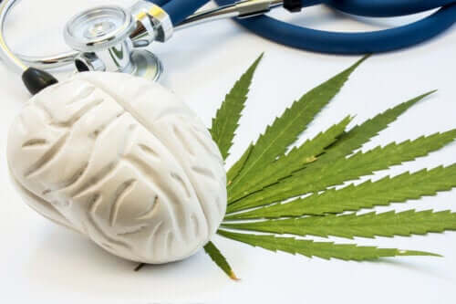 The Effects of Cannabis on the Brain