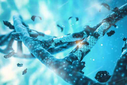 Damaged DNA.
