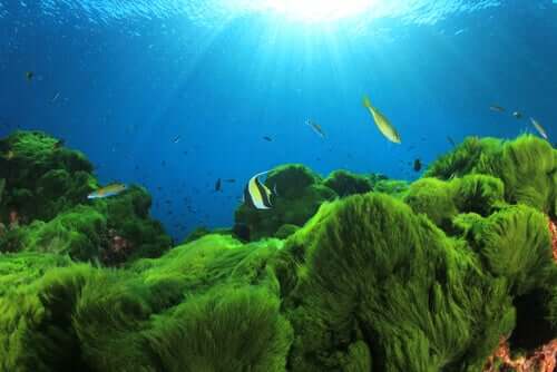 Fun Facts About Edible Plankton