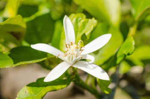 Orangenblüte in der Natur