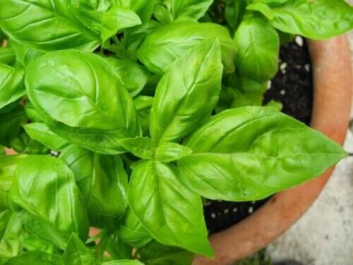 Five Tips for Basil Plant Care