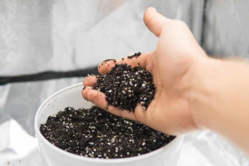 En person med en håndfuld jord blandet med perlite